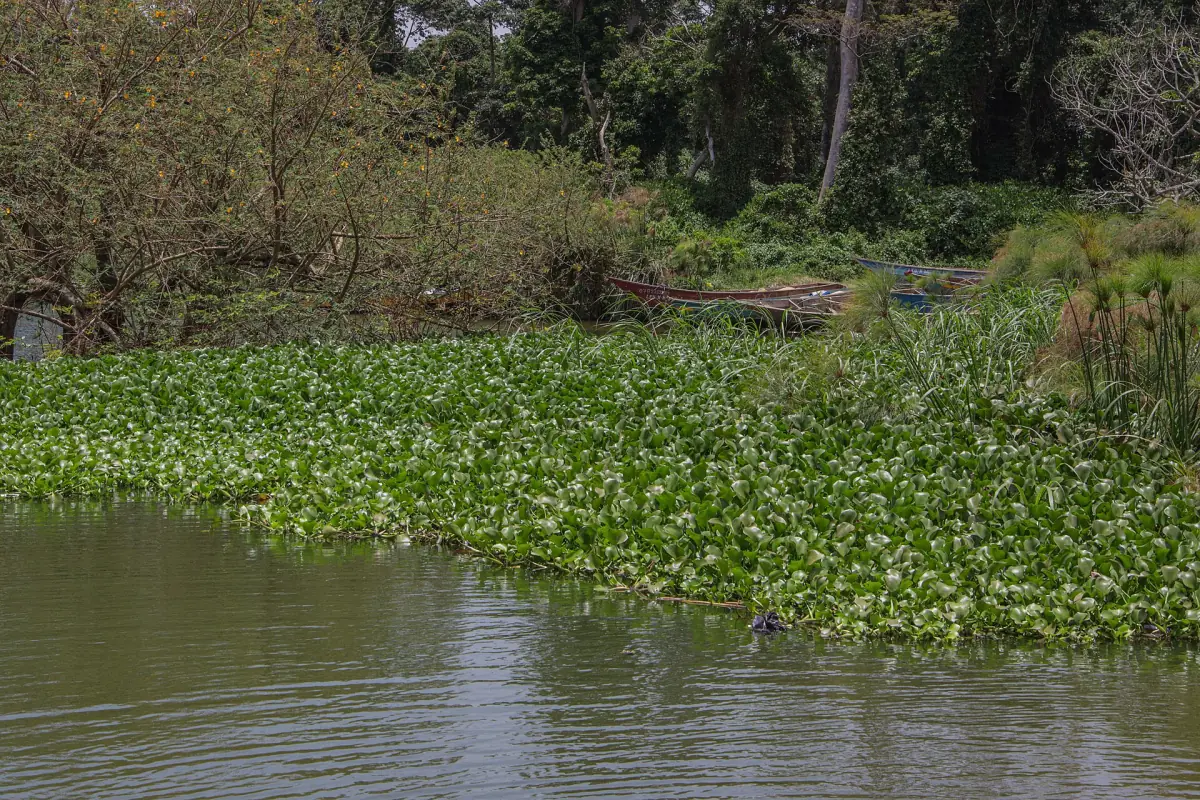 Wooden boats along a shore fringed with water hyacinth