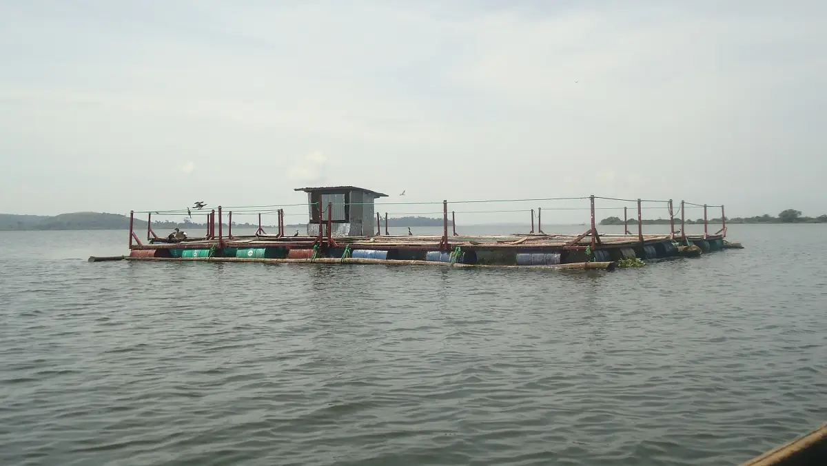 A fish cage off the shore at Lutoboka