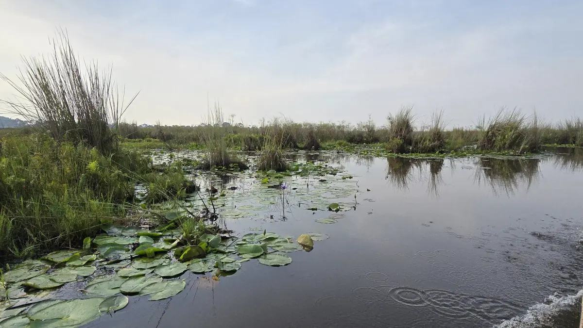 A channel through Mabamba Swamp