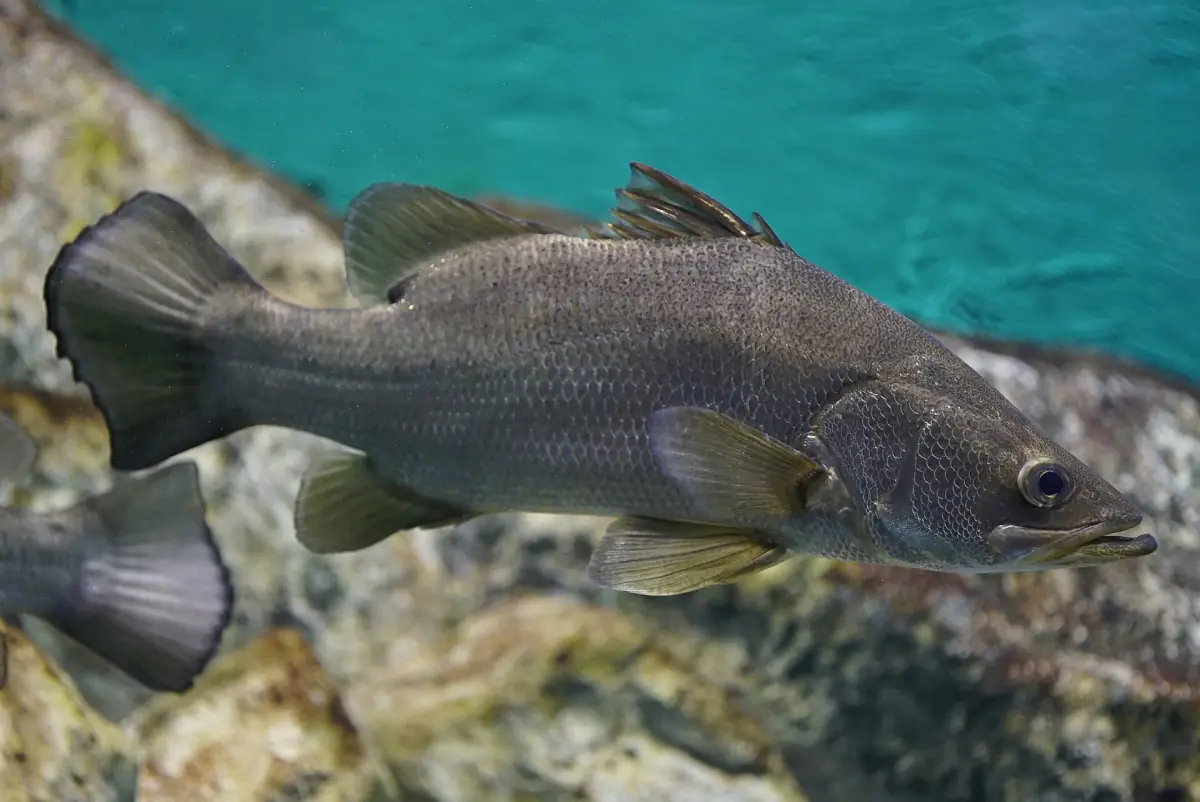 A Nile perch