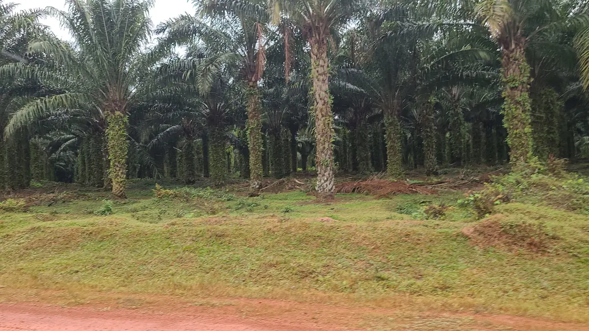 An oil palm plantation in Kalangala District