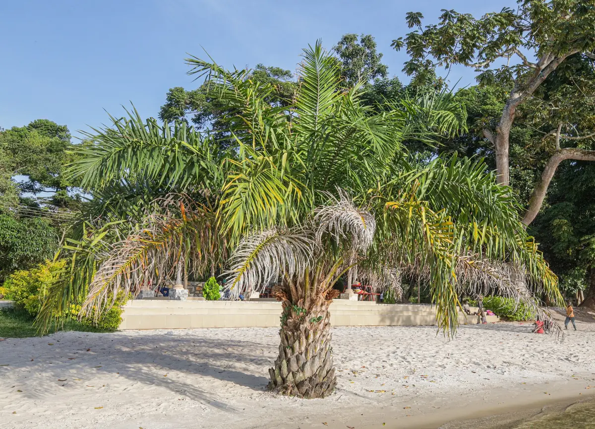 A palm tree on white sand by Lake Victoria