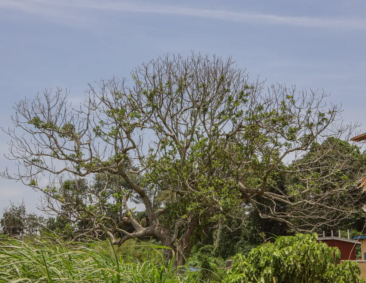 A large tree near the lake at Kalangala